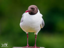 Black-headed Gull – Mewa Śmieszka
